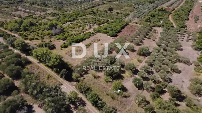 ZADAR, TURANJ - Olive grove with 55 olive trees - 3143m² – 3