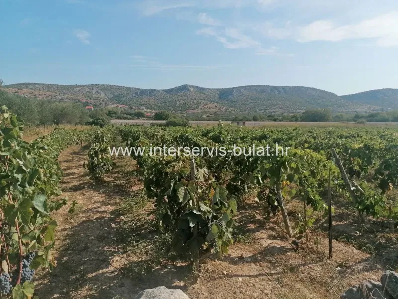 .::: Vineyard of 3.010 sqm close to Šibenik :::. – 2
