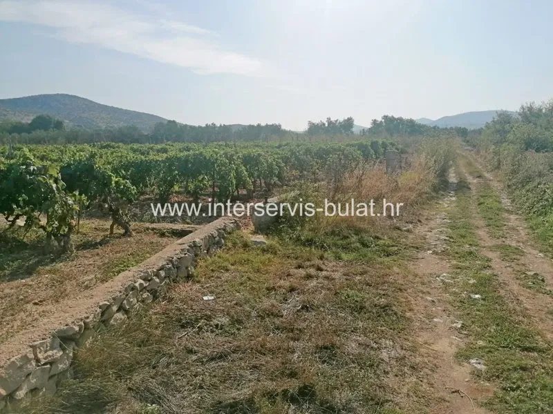 .::: Vineyard of 3.010 sqm close to Šibenik :::. – 3