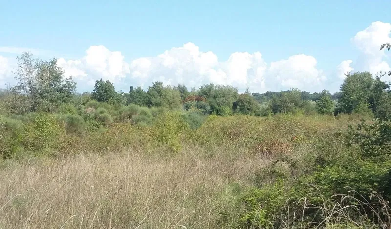 Non-structural plot Lovrečica, Umag, 3.156m2 – 2