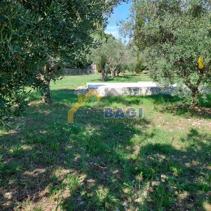 IN VENDITA-ISTRIA-JURŠIĆI-ULIVI 2037m2 – 2