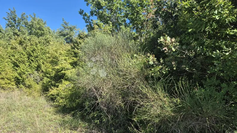 Erdőterület az Isztriai-félsziget mellett 7505 m2 – 3