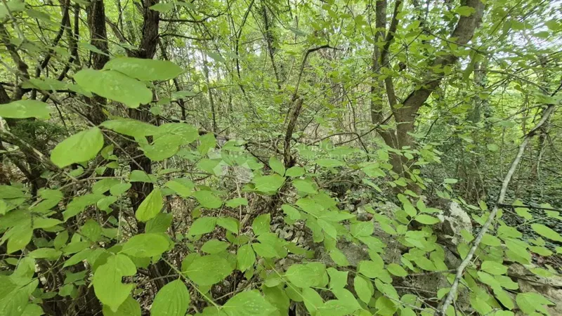 Agricultural land 11,980 m2, 600 m from the sea – 2