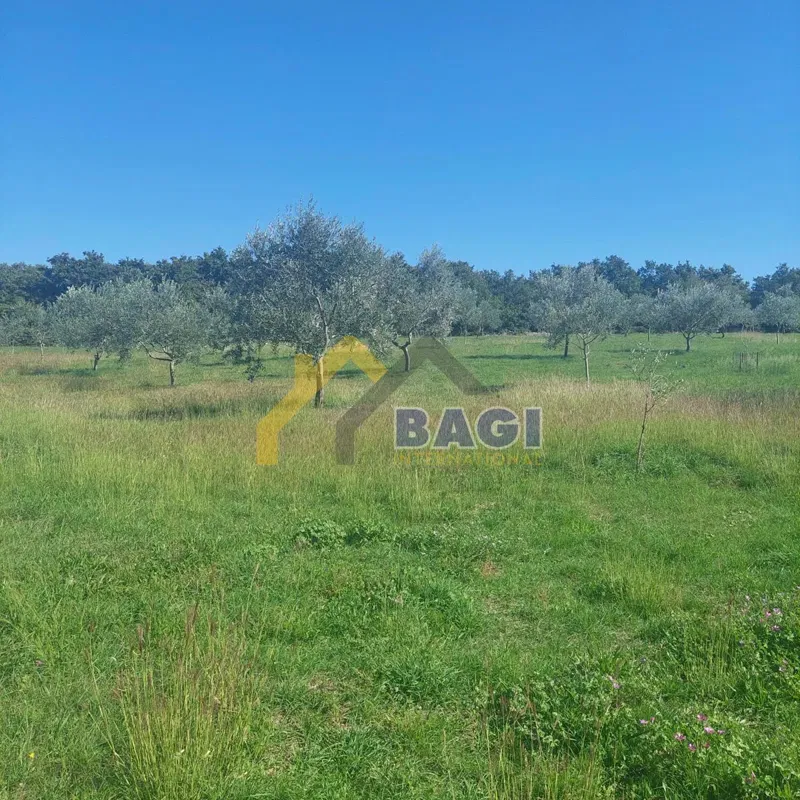 Istria - Grande uliveto e superficie totale 13979 m2 – 2