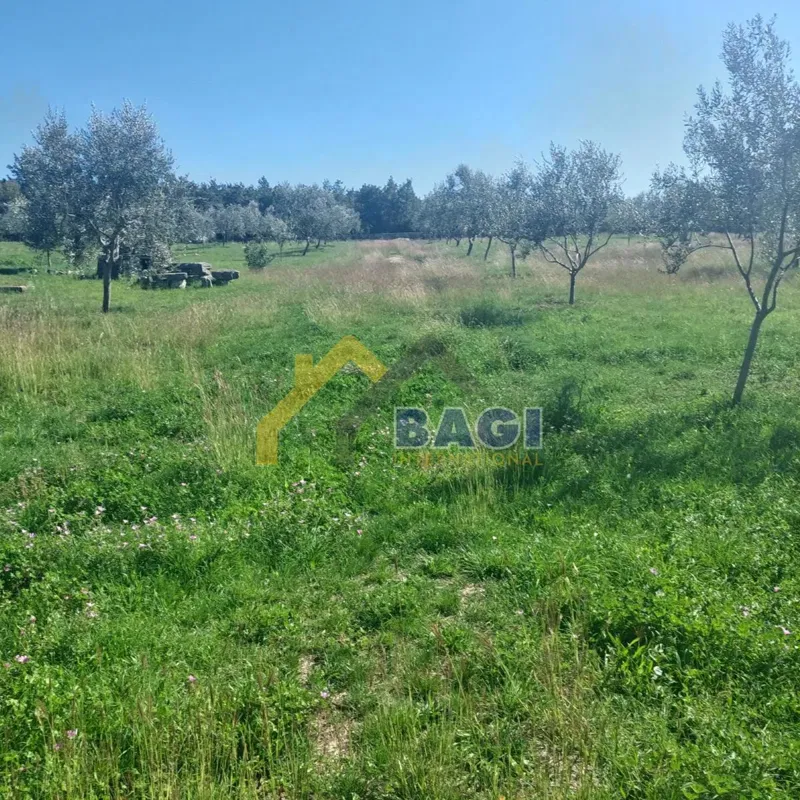Istria - Grande uliveto e superficie totale 13979 m2 – 3