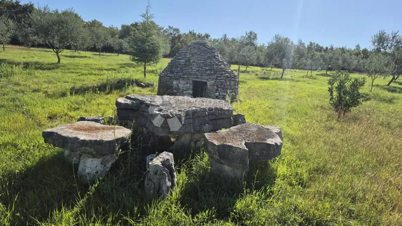Mezőgazdasági terület isztriai kažunnal és olajfákkal 13979 m2 – 2