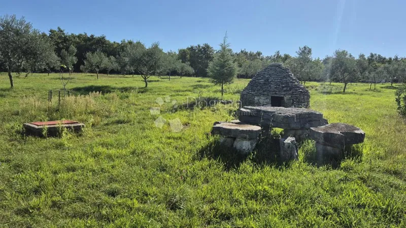 Mezőgazdasági terület isztriai kažunnal és olajfákkal 13979 m2 – 3