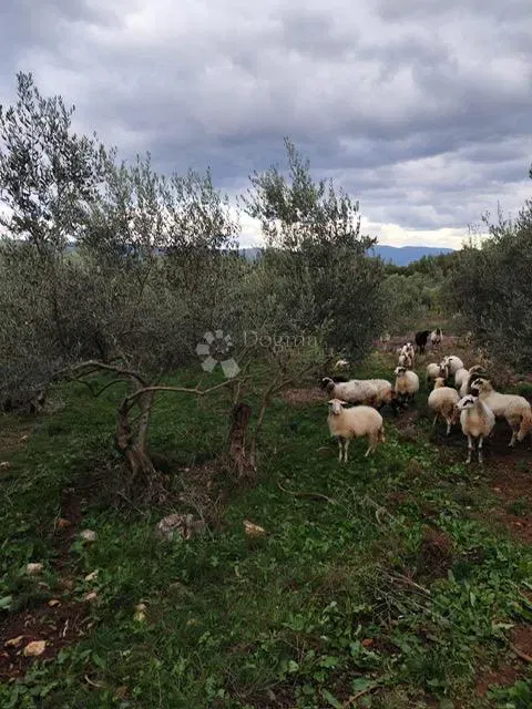 Building land Vrh, Krk, 4.778m2 – 2