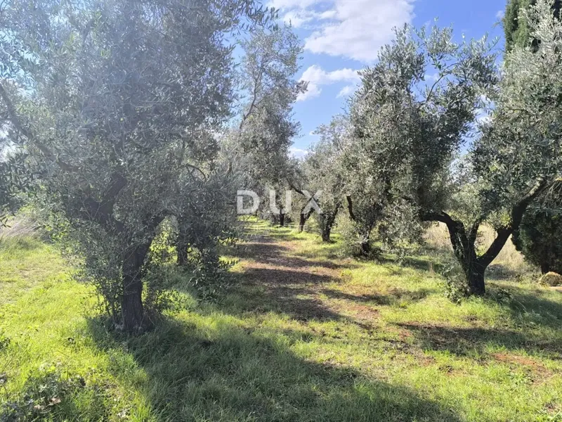ISTRIA, PULA - Building land + olive grove 5800 m2 – 2