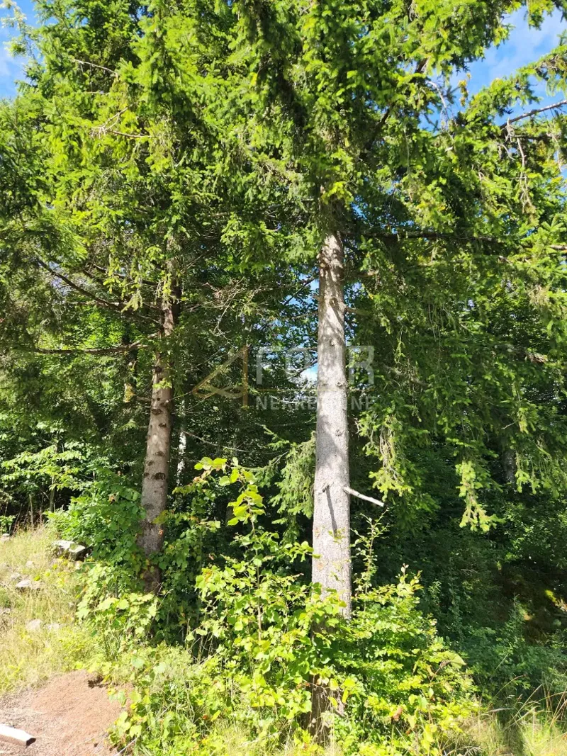 Stari Laz, Ravna Gora, 766m2 – 3