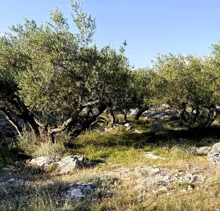 Ziemia rolna Grad Krk, Krk, 8.000m2 – 2
