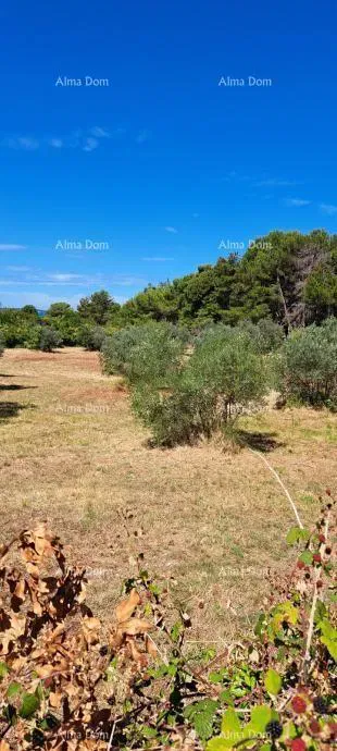 For sale: Agricultural land – Fažana - Peroj – 2