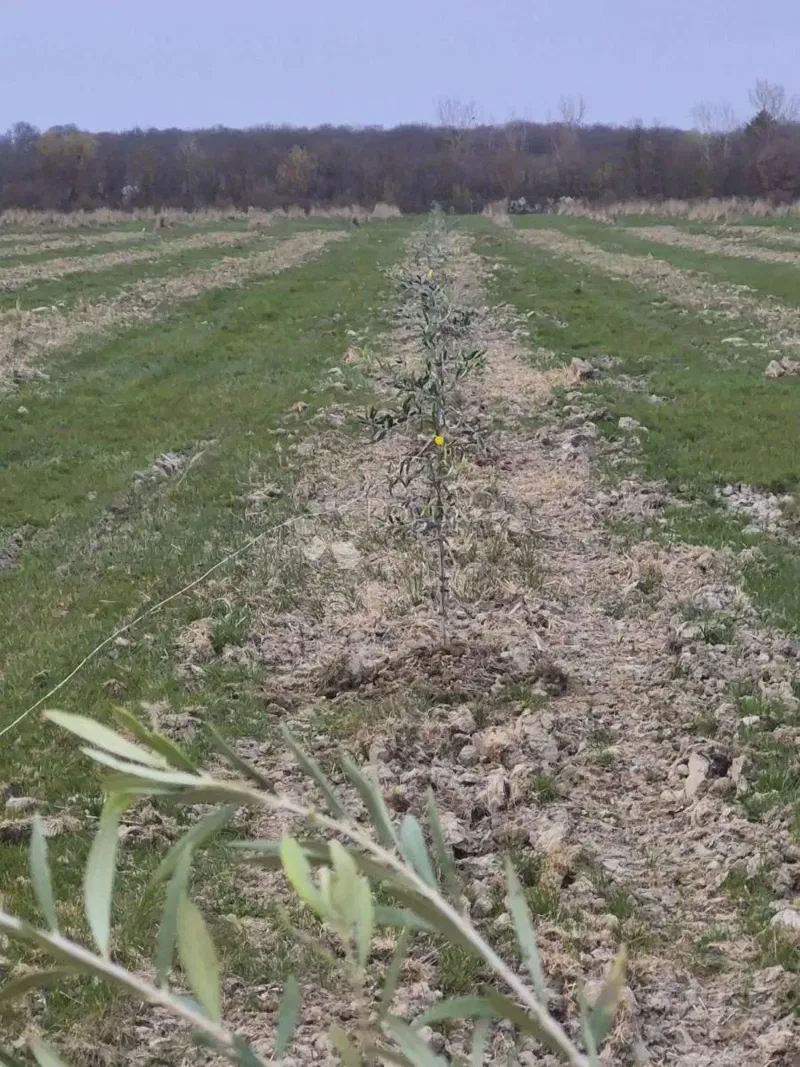 Agricultural land Petrijevci, 171.292m2 – 2