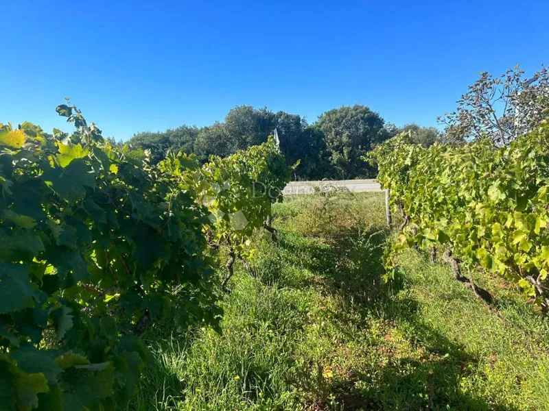 VINEYARD WITH ISTRIAN MALMAZIA -Galižana – 2
