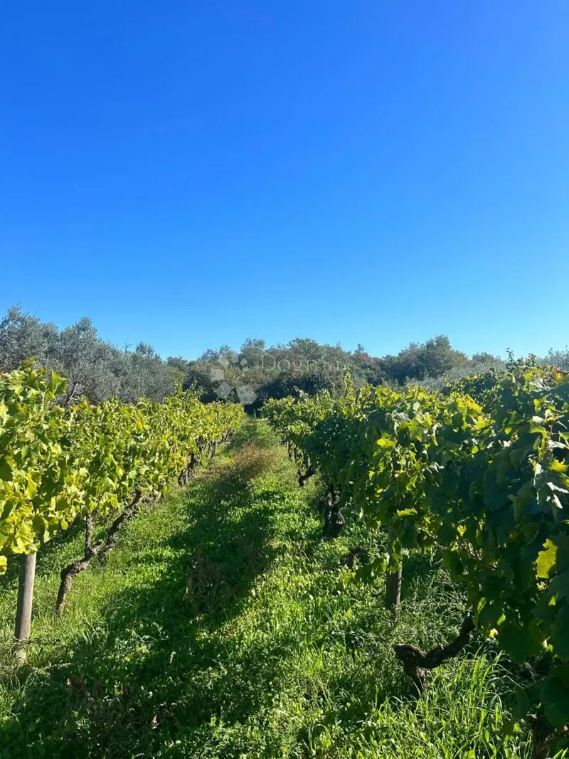 VINEYARD WITH ISTRIAN MALMAZIA -Galižana – 3