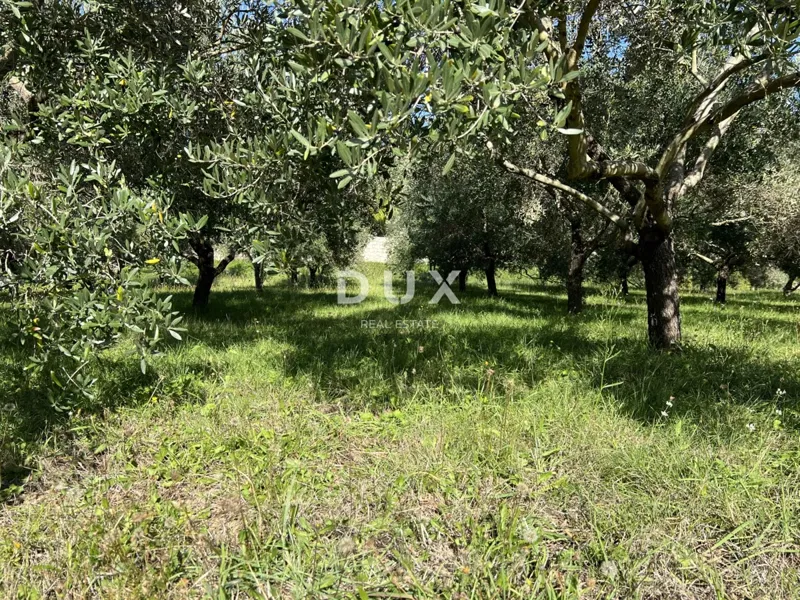 ISLAND OF RAB, KAMPOR – building land 500 m from the sea – 3