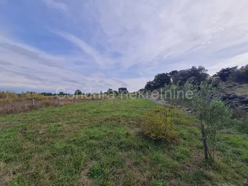 Agricultural land with olive trees – 3