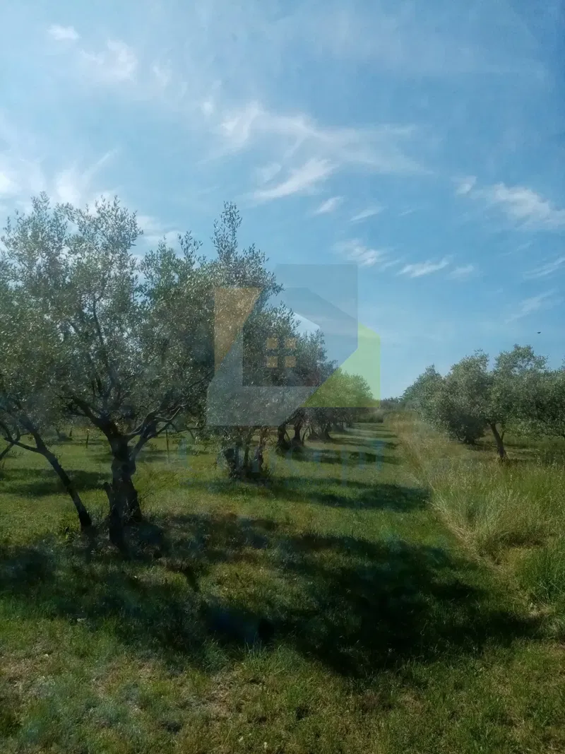 Poreč, Terreno agricolo, uliveto con olivi secolari, 300 m dal mare – 2