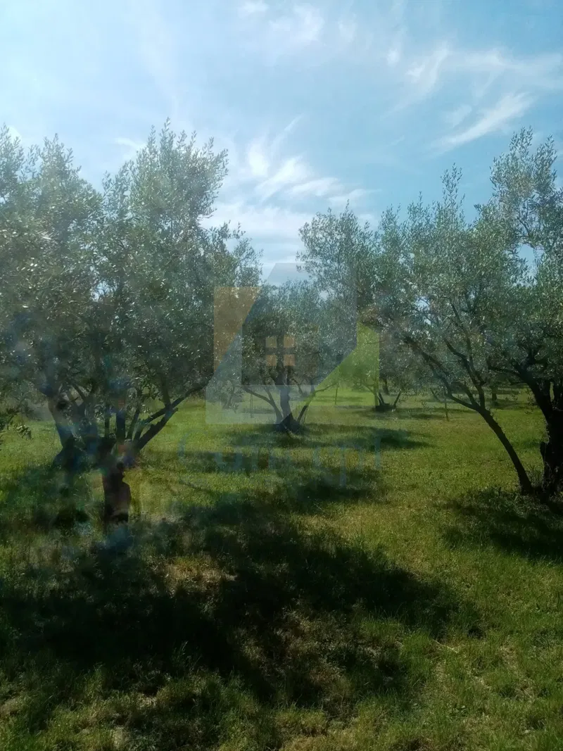 Poreč, Terreno agricolo, uliveto con olivi secolari, 300 m dal mare – 3