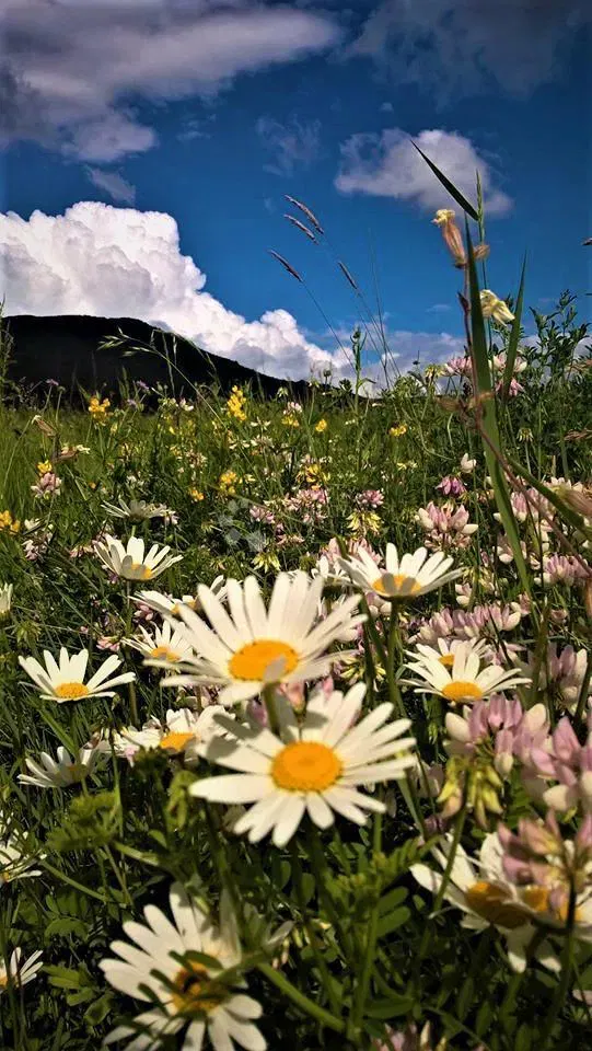 Terreno agricolo Kestenovac, Donji Lapac, 20.195m2