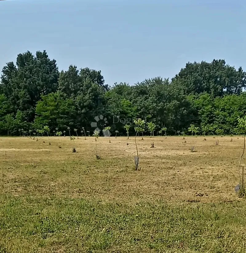 Agricultural land Satnica, Petrijevci, 15.484m2 – 2