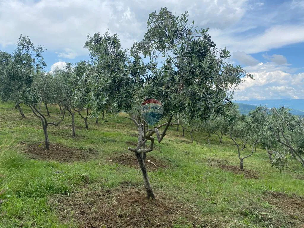 Istra, Cerovlje veliko poljoprivredno zemljište u komadu 45000m2