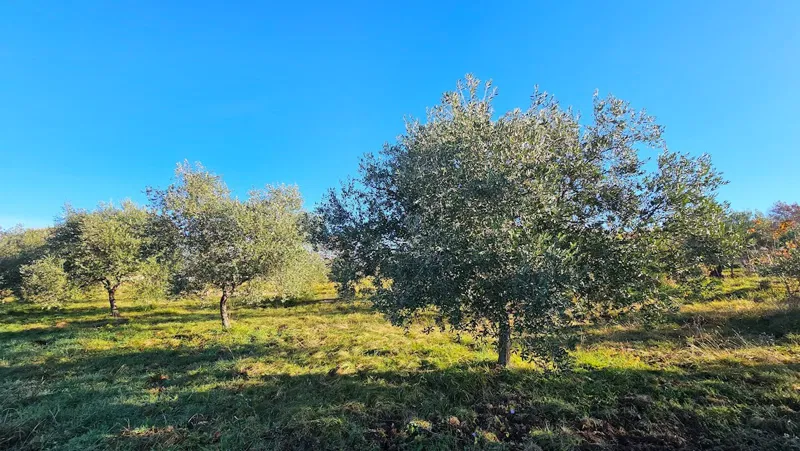 Modern Project on a Peaceful Location near Buje – Building Plot with Concept Design – 3