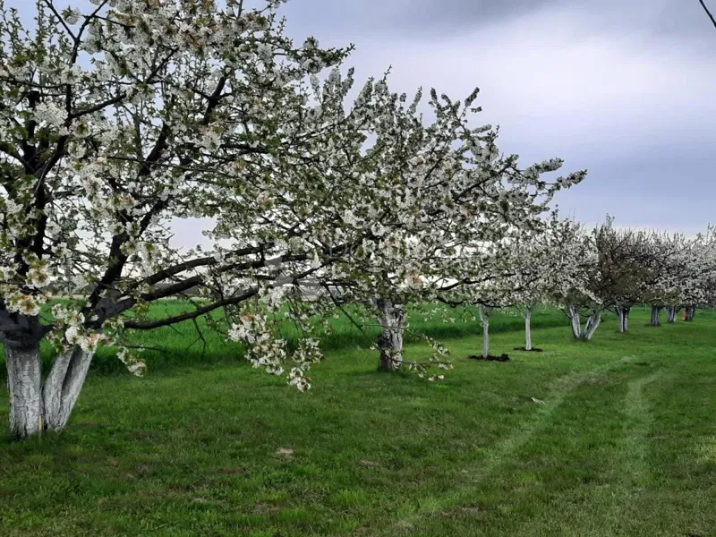 Pozemok Petrijevci – 2