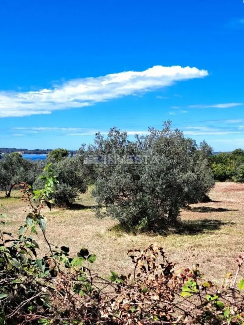 Fažana, olive grove with sea view, 300 m from the beach – 2