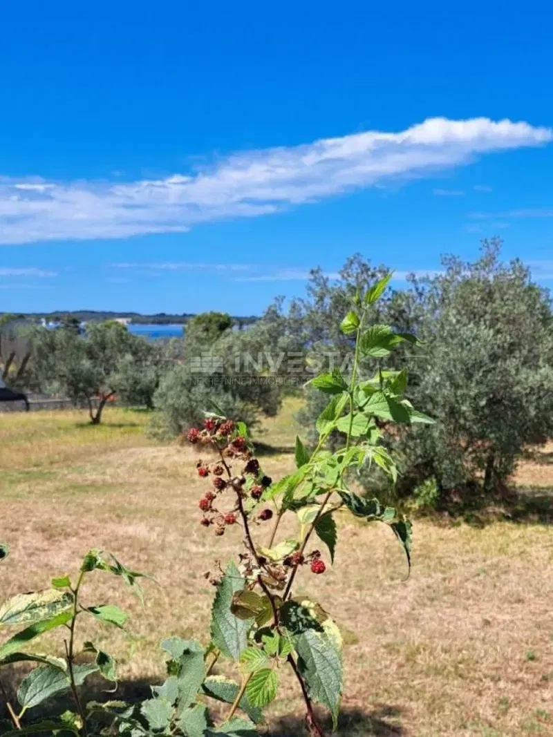 Fažana, olive grove with sea view, 300 m from the beach – 3