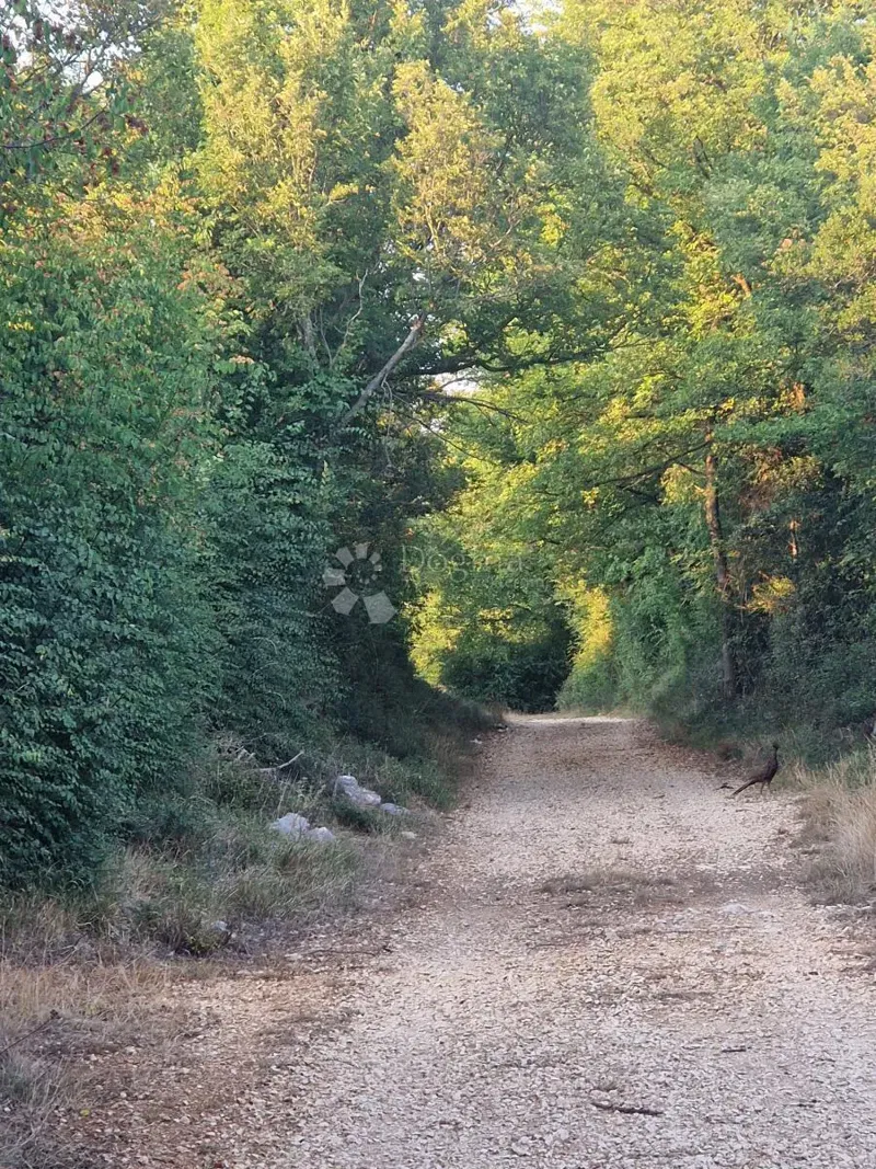 Agricultural land Glavica, Sukošan, 3.202m2 – 3