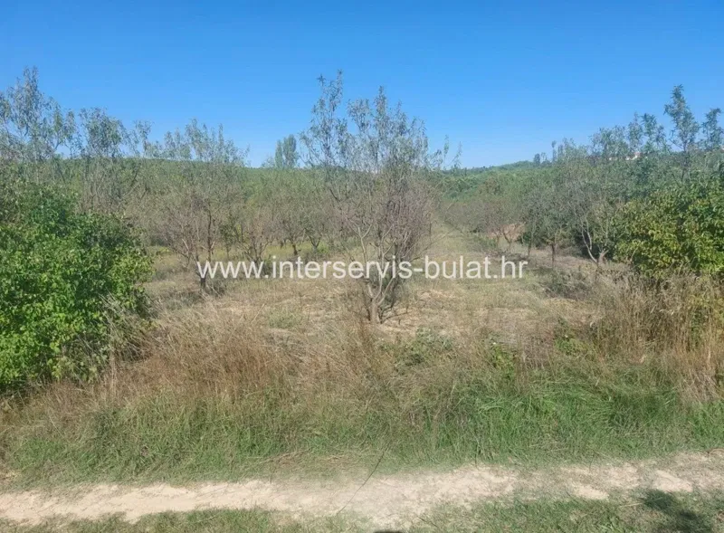 .::: Voćnjak s bademima u Dubravicama :::.