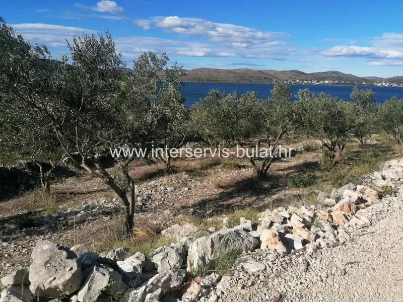 .::: Beautiful olive grove by Lake Prokljan :::. – 2