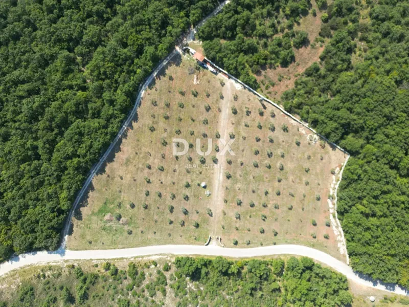 ISTRIA, VODNJAN - An authentic olive grove with a soul – 2