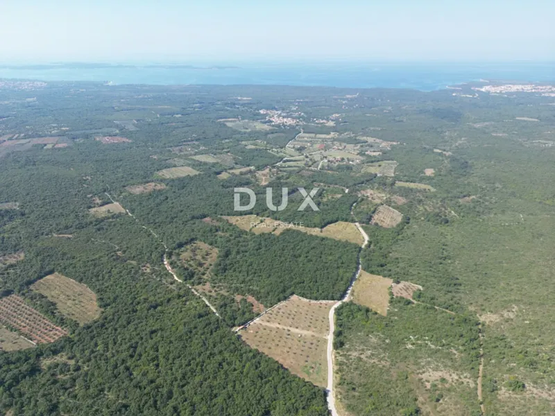 ISTRIA, VODNJAN - An authentic olive grove with a soul – 3