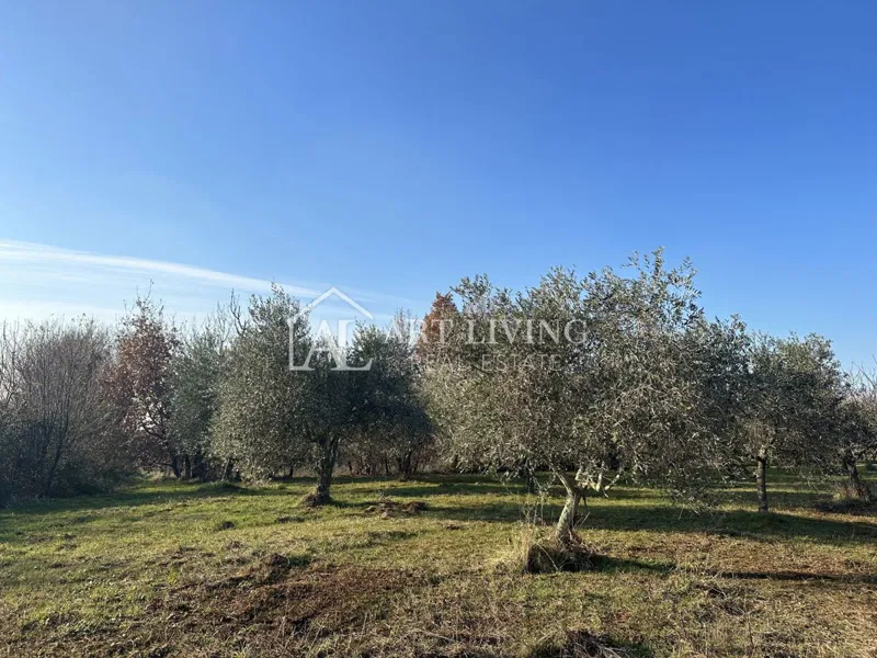 Umag, okolica - atraktivno poljoprivredno zemljište s maslinikom – 2