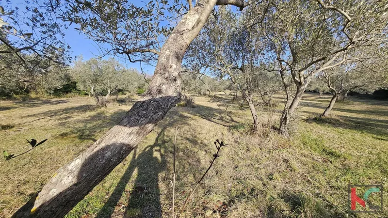 ISTRA - PEROJ, OLIVE GROVE 4274M2, EXCLUSIVE SALE – 2