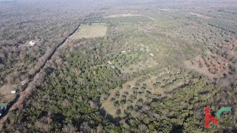 ISTRA - PEROJ, OLIVE GROVE 4274M2, EXCLUSIVE SALE – 3