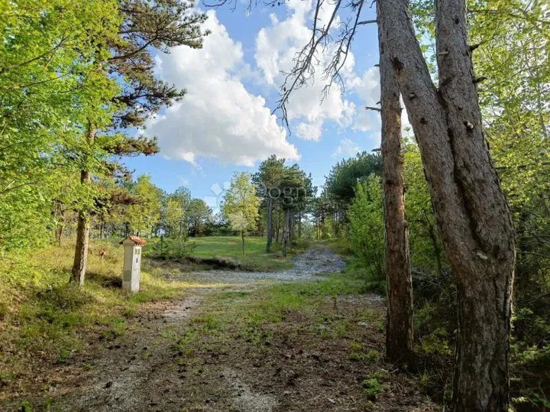 Building Land (2000 m²) with Extensive Forest (36,789 m²) – 3