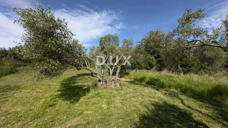 SZYBENIK, GORNJE RAŽINE - Grunty rolne, 7 drzew oliwnych, 2 drzewa figowe – 3