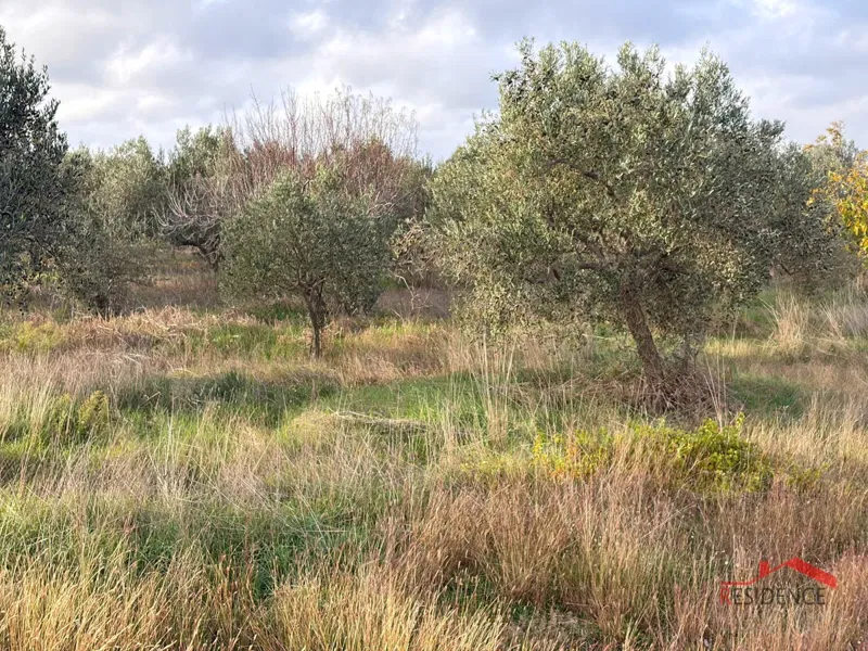 Dignano - Šalvela, uliveto – 3