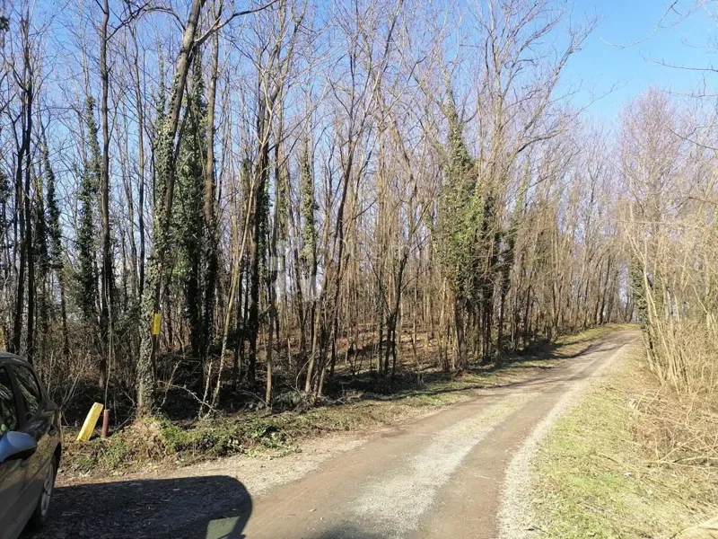 Šuma Paka u Gradišću – 2