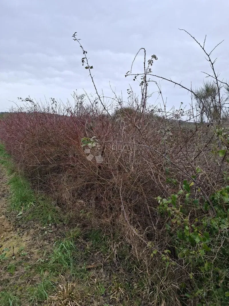 Agricultural land Krneza, Ražanac, 1.513m2 – 2