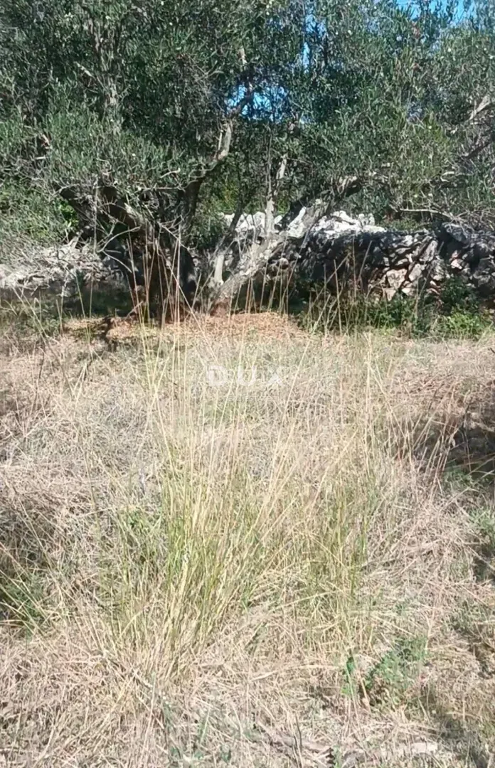 ISOLA DI UGLJAN, KALI - Uliveto tradizionale sull'isola di Ugljan – 2