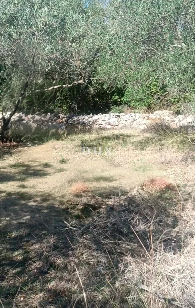 ISOLA DI UGLJAN, KALI - Uliveto tradizionale sull'isola di Ugljan – 3