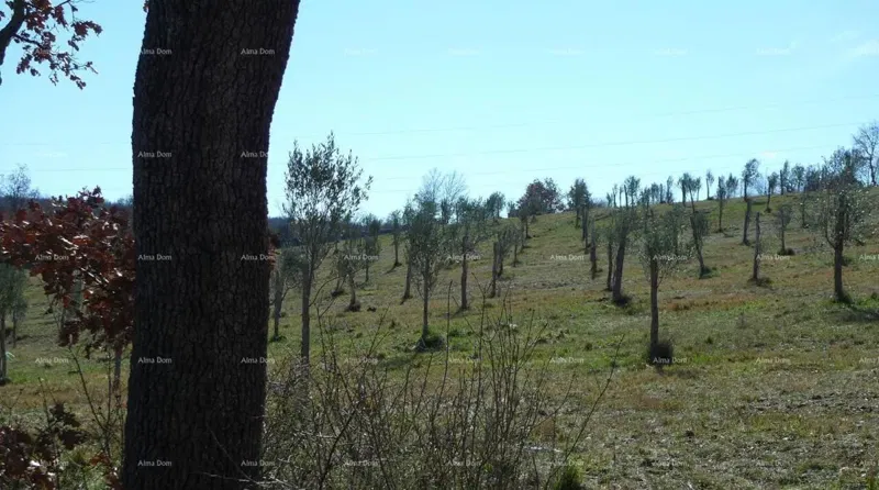 Telek Buje – 2