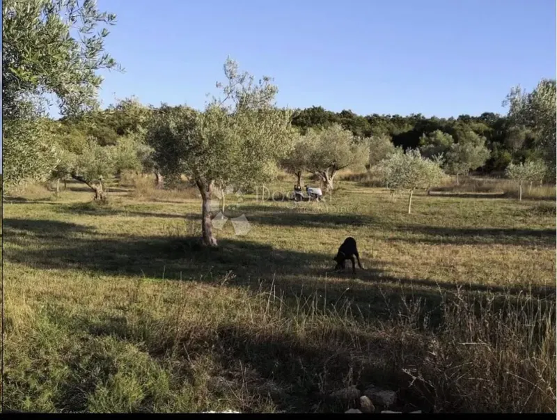 Terreno agricolo Rovinjsko Selo, Rovinj, 7.511m2 – 2