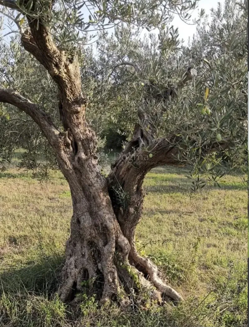 Terreno agricolo Rovinjsko Selo, Rovinj, 7.511m2 – 3
