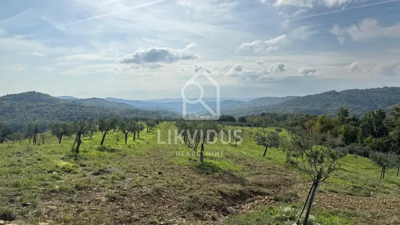 Maslinik s 2.400 maslina, građ.zemljlištem i ruševinom, 12 ha