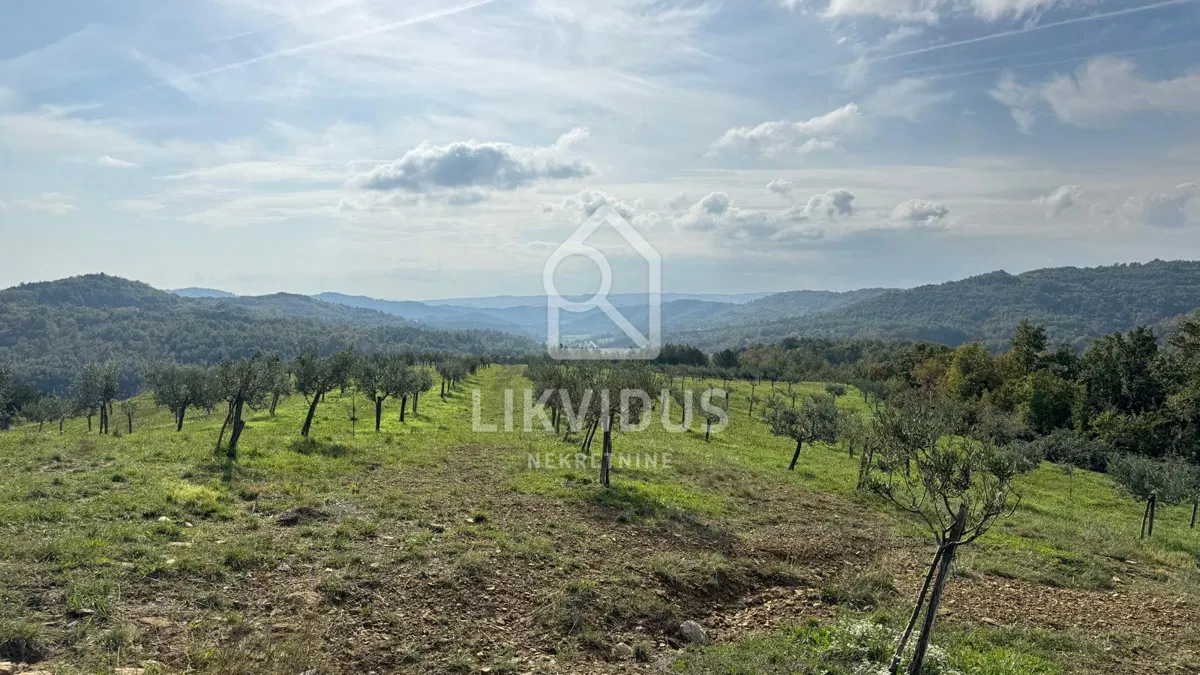 Maslinik s 2.400 maslina, građ.zemljlištem i ruševinom, 12 ha